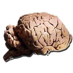 Allosaurus Brain