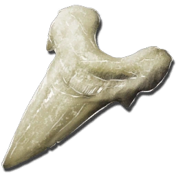 Megalodon Tooth